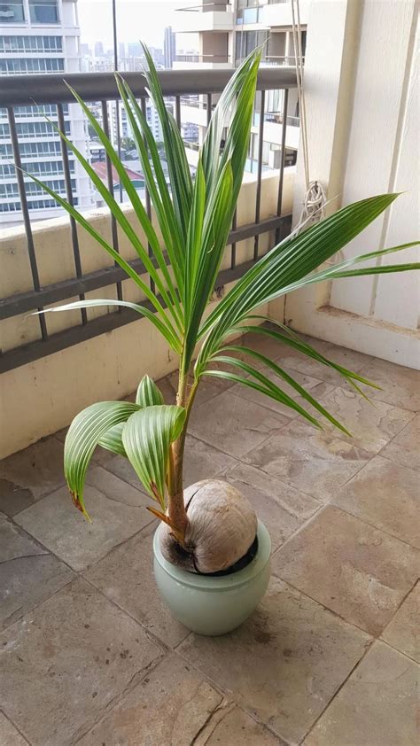 視力檢查 房子 椰子樹 盆栽